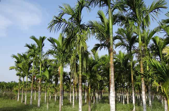 tanaman pinang